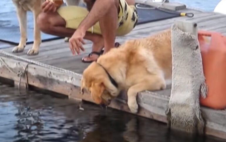 A dog on a boat
