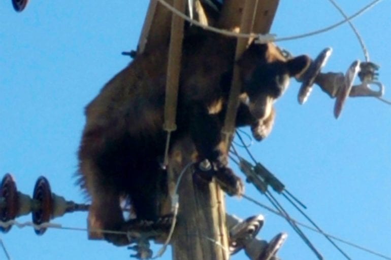 Bear on telephone pole