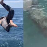 Basking shark