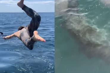 Basking shark