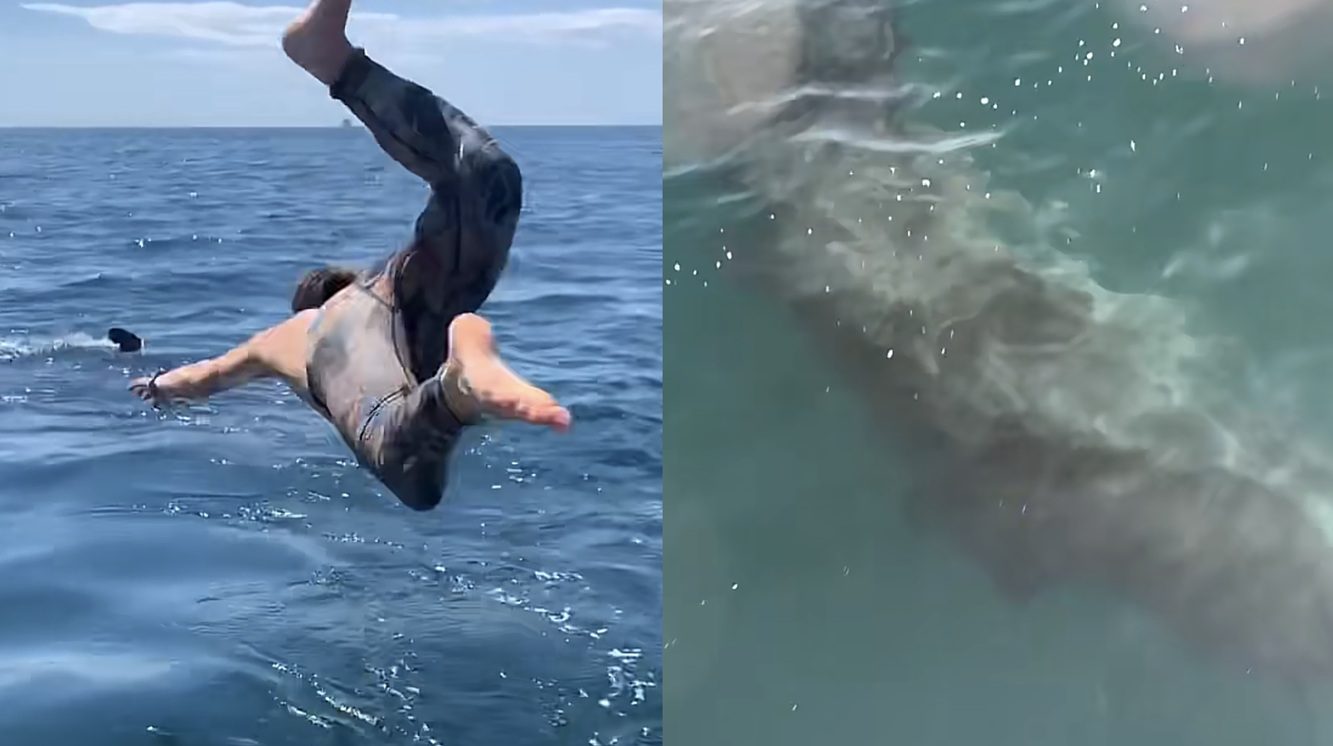 “That Was A Bad Idea”: Spearfisherman Jumps In To Swim With A Shark, Instantly Regrets It