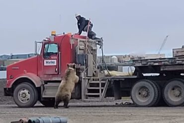 A man on a truck with a bear on the back