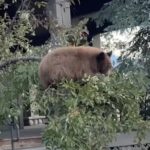 Black bear