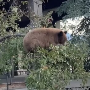 Black bear