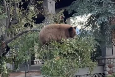 Black bear