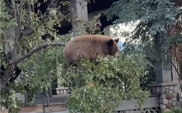 Black bear