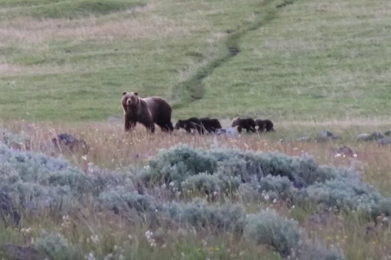 Grizzly bear 5 cubs