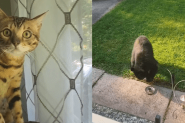 Cat stunned by bear