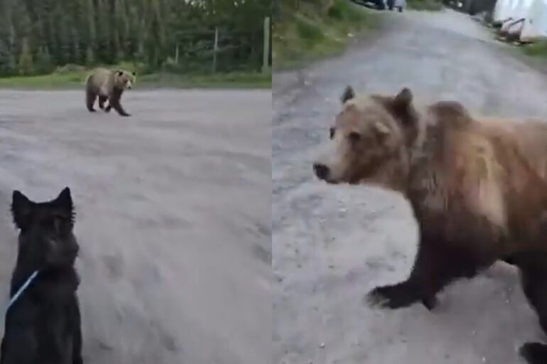 Bear charge