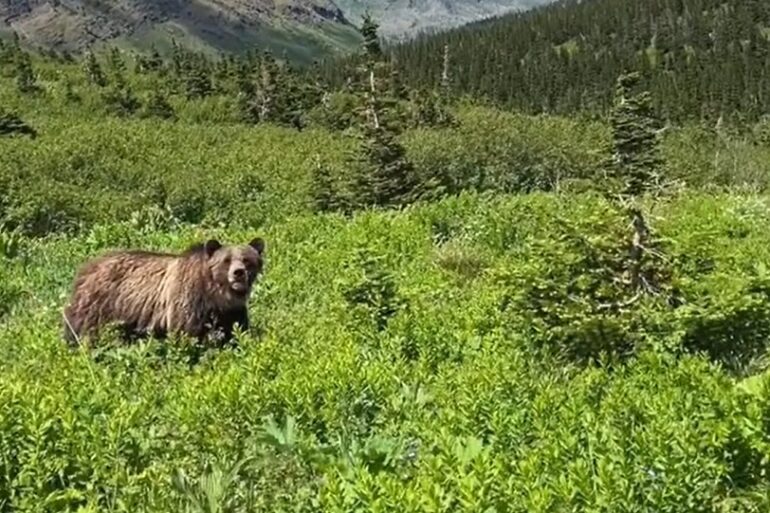 bear in glacier national park