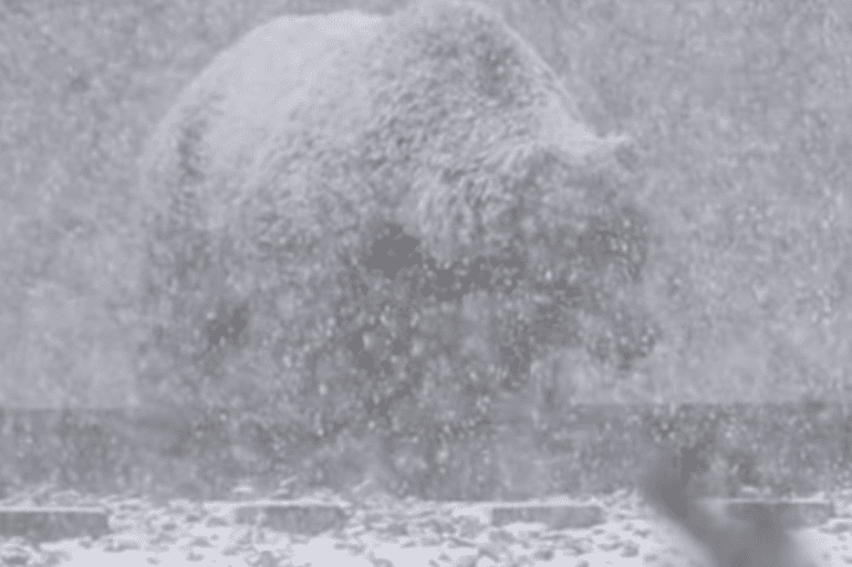 bear snow