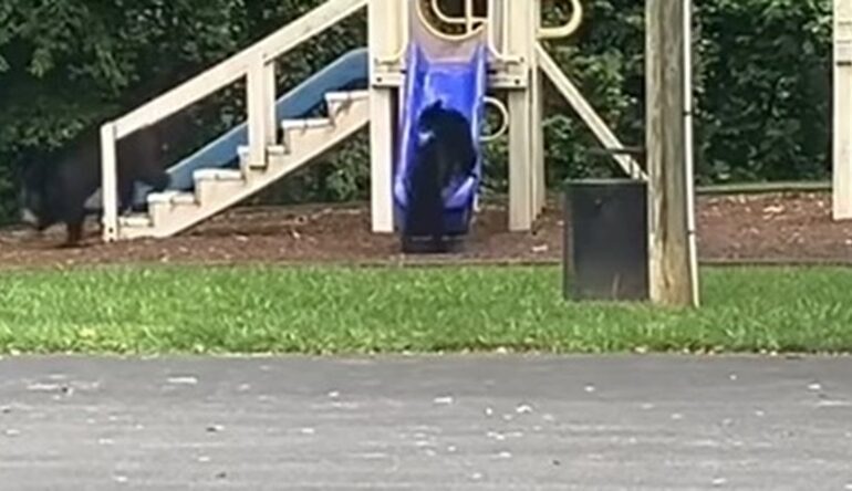 Bears at the park