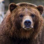 Grizzly bear