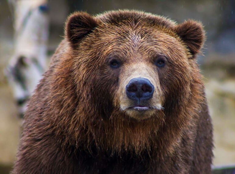Grizzly bear