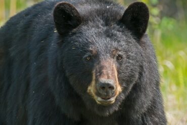 A black bear with brown eyes