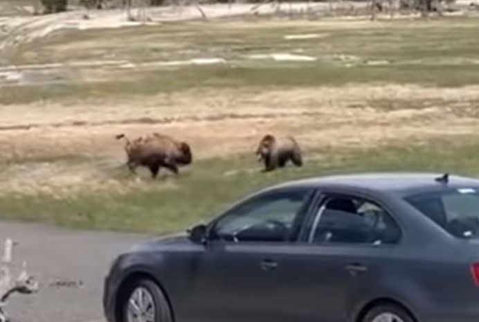 A car driving on a road with a bear walking by