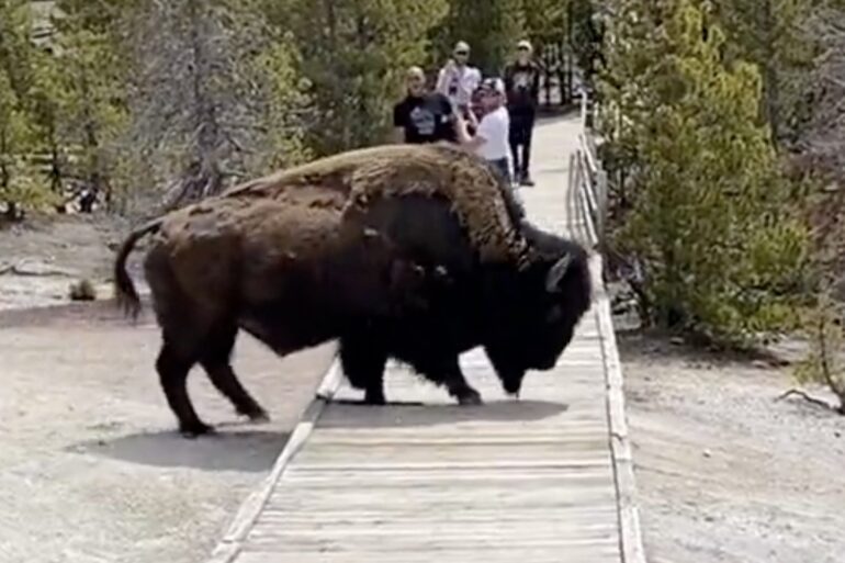 Yellowstone bison boardwalk