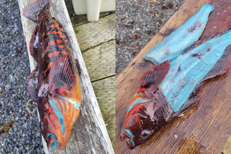rock greenling nature