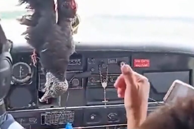 Buzzard through cockpit window