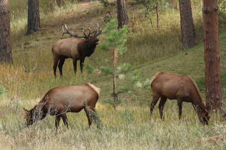 Bull elk with cows