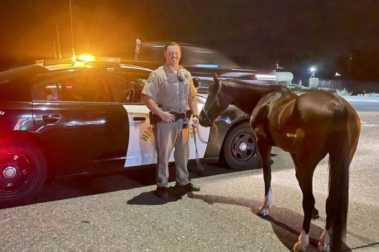 Horse arrest