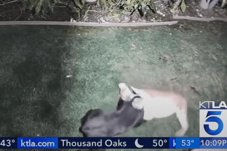 Mountain Lion attacks dog