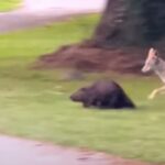 Coyote and Beaver
