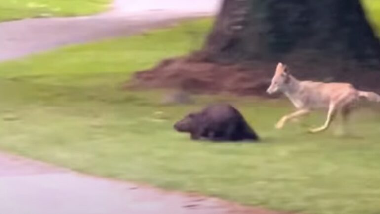 Coyote and Beaver