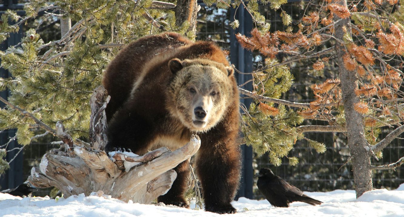 WATCH: Wolf & Grizzly Go Toe-To-Toe Over Carcass In Yellowstone National Park