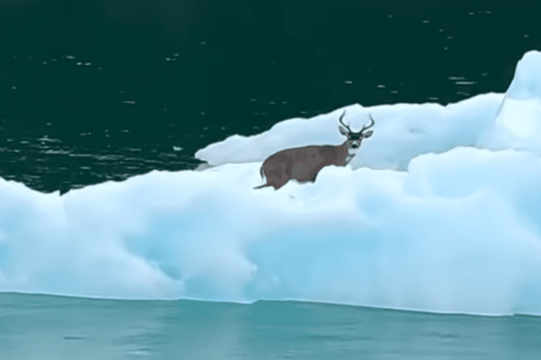 Deer is stuck on iceberg