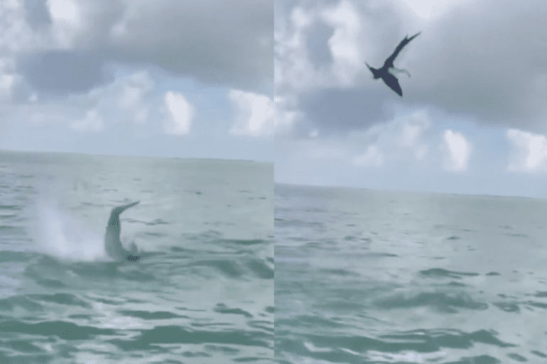 dolphin flip fish