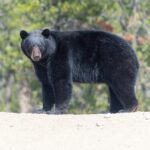 Black bear
