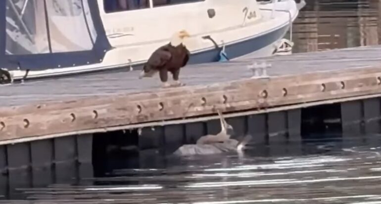 Bald eagle