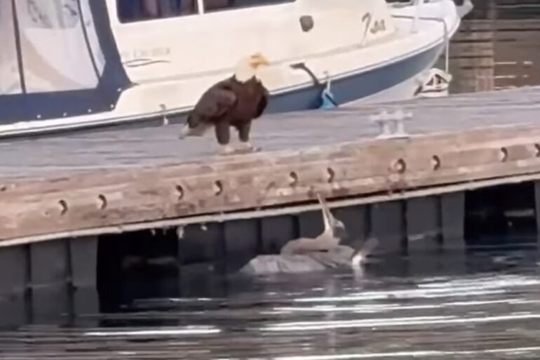 Bald eagle