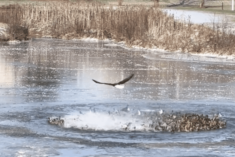 eagle mallards