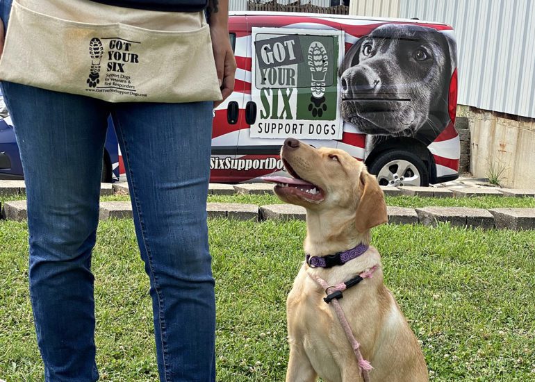 A dog looking at a person