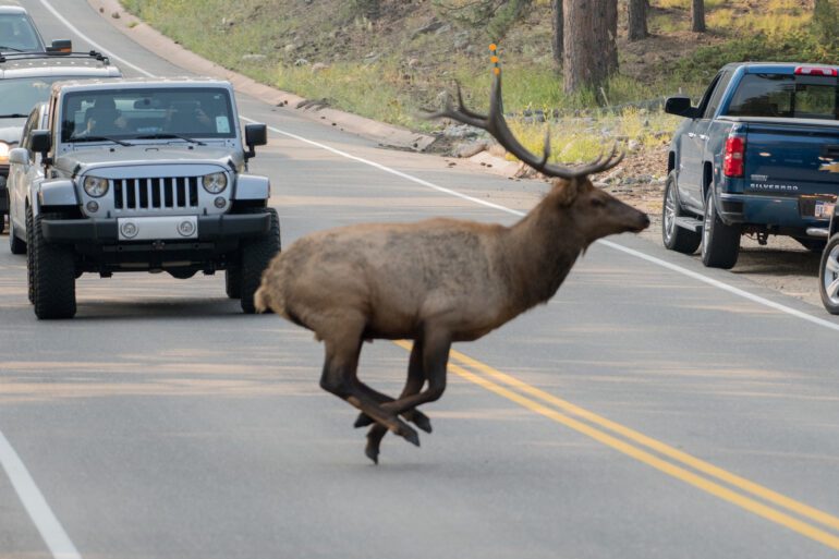 elk hitting a car