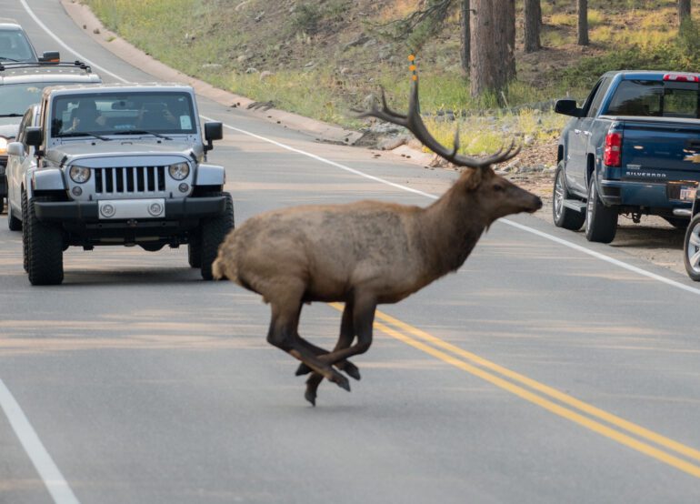 elk hitting a car