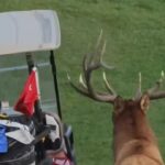Elk golf cart charge