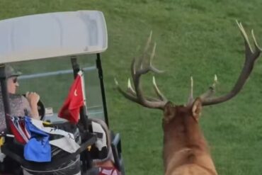 Elk golf cart charge