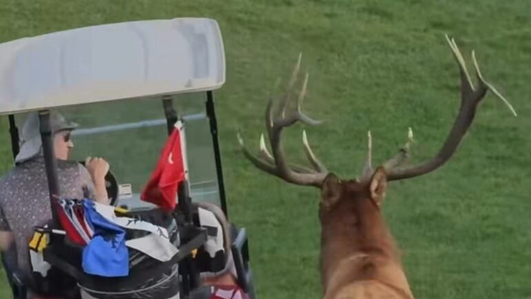 Elk golf cart charge