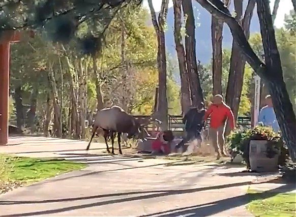 A person and a donkey walking on a road
