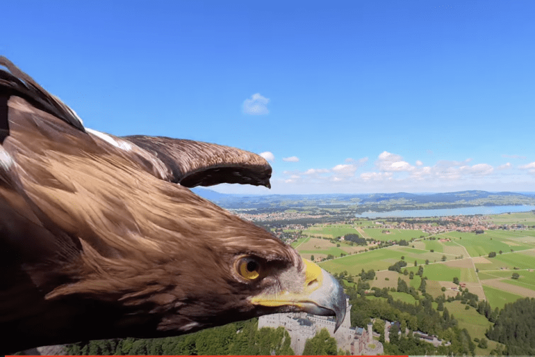 golden eagle