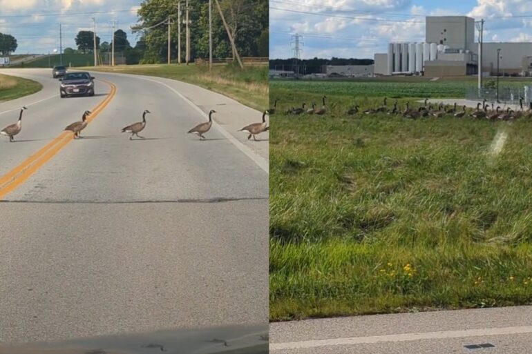 goose line