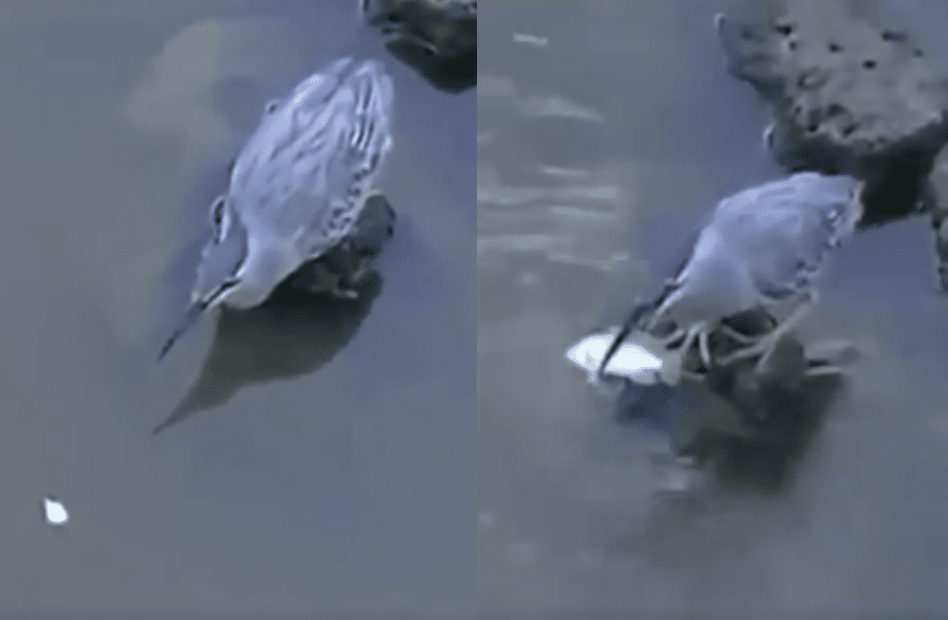 daog uses bread to lure and kill fish Haat Jigging Spoon - Wonder Using bread to catch bluegills.