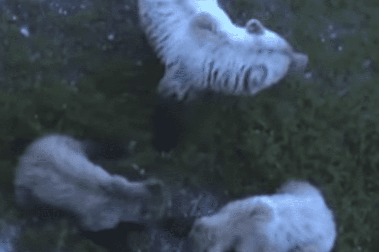 mama bear runs to cubs