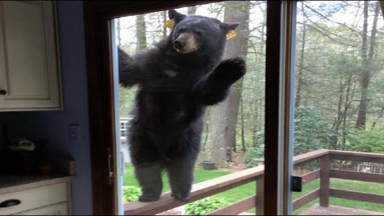 A bear in a window