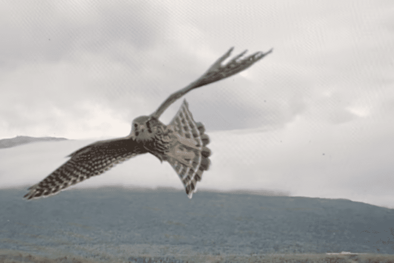 merlin falcon