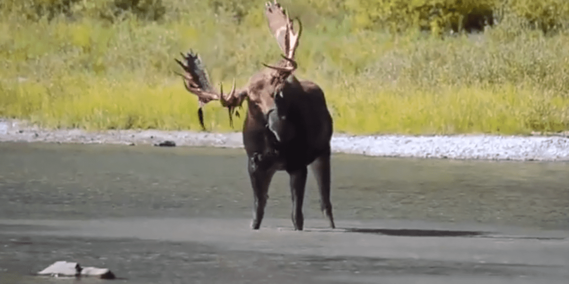 A moose standing in water