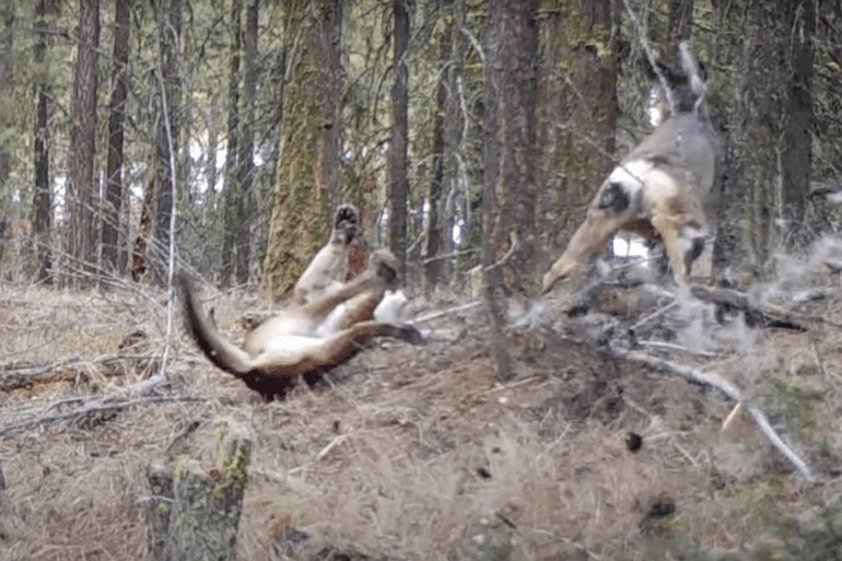 mountain lion deer